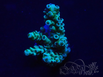 WYSIWYG Acropora 15R4 Mariculture acclimaté led