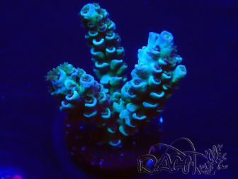 WYSIWYG Acropora 15R6 Mariculture acclimaté led