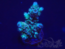 WYSIWYG Acropora 15R7 Mariculture acclimaté led