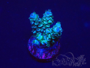 WYSIWYG Acropora 15R8 Mariculture acclimaté led