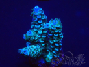 WYSIWYG Acropora 15R9 Mariculture acclimaté led