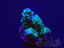 WYSIWYG Acropora 15R11 Marikultur unter LED akklimatisiert