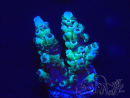 WYSIWYG Acropora 15S3 Mariculture acclimaté led