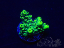 WYSIWYG Acropora 15S5 Mariculture acclimaté led
