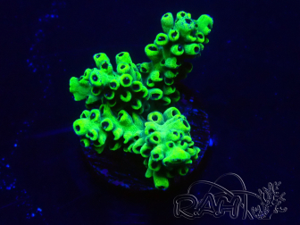 WYSIWYG Acropora 15S7 Mariculture acclimaté led