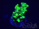 WYSIWYG Acropora 15S9 Mariculture acclimated under LED