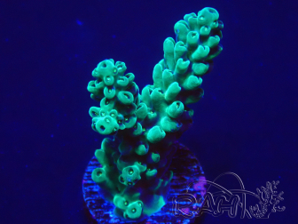 WYSIWYG Acropora 15S12 Marikultur unter LED akklimatisiert