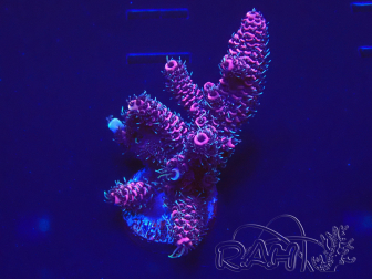 WYSIWYG Acropora 15T4 Mariculture acclimaté led