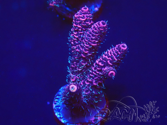 WYSIWYG Acropora 15T6 Mariculture acclimaté led