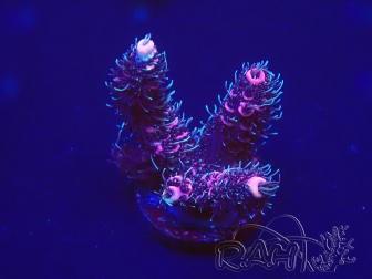 WYSIWYG Acropora 15U1 Mariculture acclimated under LED