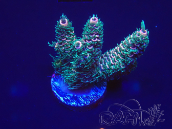 WYSIWYG Acropora 15U6 Mariculture acclimaté led