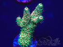 WYSIWYG Acropora 15U8 Mariculture acclimaté led
