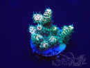 WYSIWYG Acropora 15U10 Maricultura aclimatada bajo LED