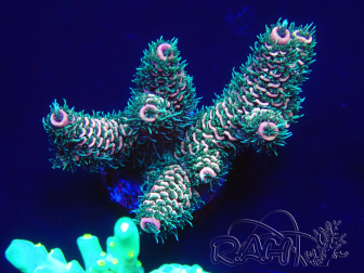 WYSIWYG Acropora 15V3 Mariculture acclimaté led