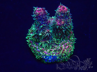 WYSIWYG Acropora 15W5 Mariculture acclimaté led