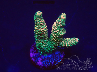 WYSIWYG Acropora tortuosa 15X12 Maricoltura acclimatata sotto LED