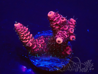 WYSIWYG Acropora 15Y6 Maricoltura acclimatata sotto LED