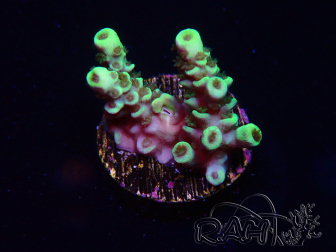 WYSIWYG Acropora 15R1 Mariculture acclimaté led
