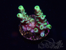 WYSIWYG Acropora 15R1 Mariculture acclimaté led