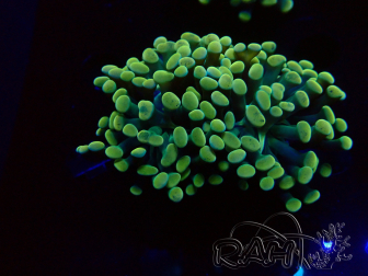WYSIWYG Euphyllia paraancora (Marikultur unter LED akklimatisiert) 4A8