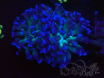 WYSIWYG Euphyllia paraancora (Mariculture acclimaté sous LED) 4B1