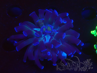 WYSIWYG Euphyllia paraancora (Mariculture acclimaté sous LED) 4B3