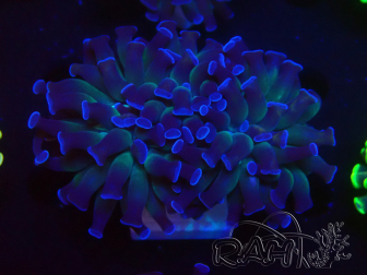 WYSIWYG Euphyllia paraancora (Mariculture acclimated under LED) 4B8