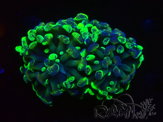 WYSIWYG Euphyllia paraancora  (Mariculture acclimaté sous LED) 4C1