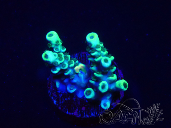 WYSIWYG Acropora 15R1 Mariculture acclimaté led
