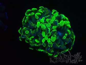 WYSIWYG Euphyllia paraancora (Mariculture acclimated under LED) 4C6
