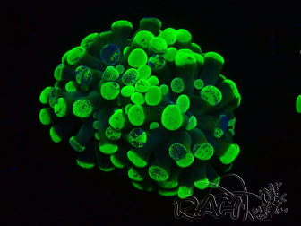 WYSIWYG Euphyllia paraancora (Maricultuur geacclimatiseerd onder LED) 4C7