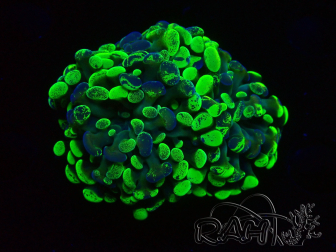 WYSIWYG Euphyllia paraancora (Mariculture acclimaté sous LED) 4C9