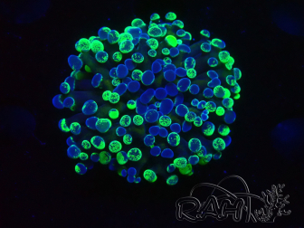 WYSIWYG Euphyllia paraancora (Mariculture acclimated under LED) 4C10