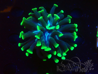 WYSIWYG Euphyllia paraancora (Mariculture acclimaté sous LED) 4D1