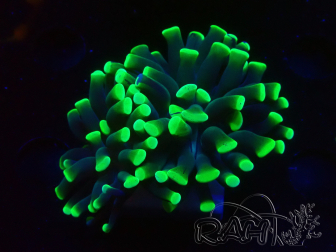 WYSIWYG Euphyllia paraancora (Mariculture acclimated under LED) 4D2