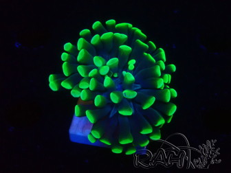 WYSIWYG Euphyllia paraancora (Mariculture acclimated under LED) 4D3