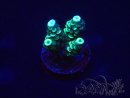 WYSIWYG Acropora 15R1 Mariculture acclimaté led