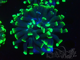 WYSIWYG Euphyllia paraancora (Maricultura aclimatada bajo LED) 4D5