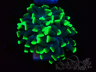 WYSIWYG Euphyllia paraancora (Mariculture acclimaté sous LED) 4D6