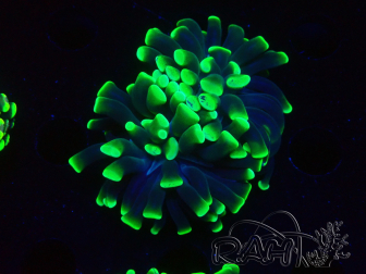 WYSIWYG Euphyllia paraancora (Mariculture acclimaté sous LED) 4D7