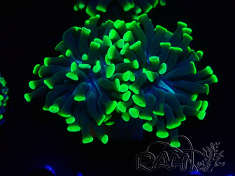 WYSIWYG Euphyllia paraancora (Maricoltura acclimatata sotto LED) 4D8