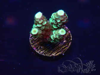WYSIWYG Acropora 15R1 Mariculture acclimaté led