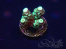 WYSIWYG Acropora 15R1 Mariculture acclimaté led