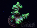 WYSIWYG Acropora 15R3 Mariculture acclimaté led