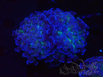 WYSIWYG Euphyllia paraancora (Maricultura aclimatada bajo LED) 4E1