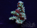 WYSIWYG Acropora 15R4 Mariculture acclimaté led