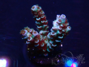 WYSIWYG Acropora 15R6 Mariculture acclimaté led