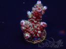 WYSIWYG Acropora 15R7 Mariculture acclimaté led
