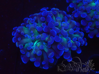 WYSIWYG Euphyllia paraancora (Maricoltura acclimatata sotto LED) 4E3