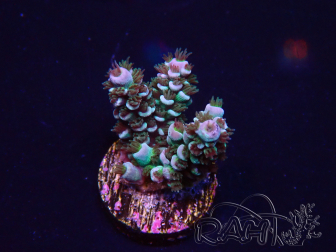 WYSIWYG Acropora 15R8 Mariculture acclimaté led
